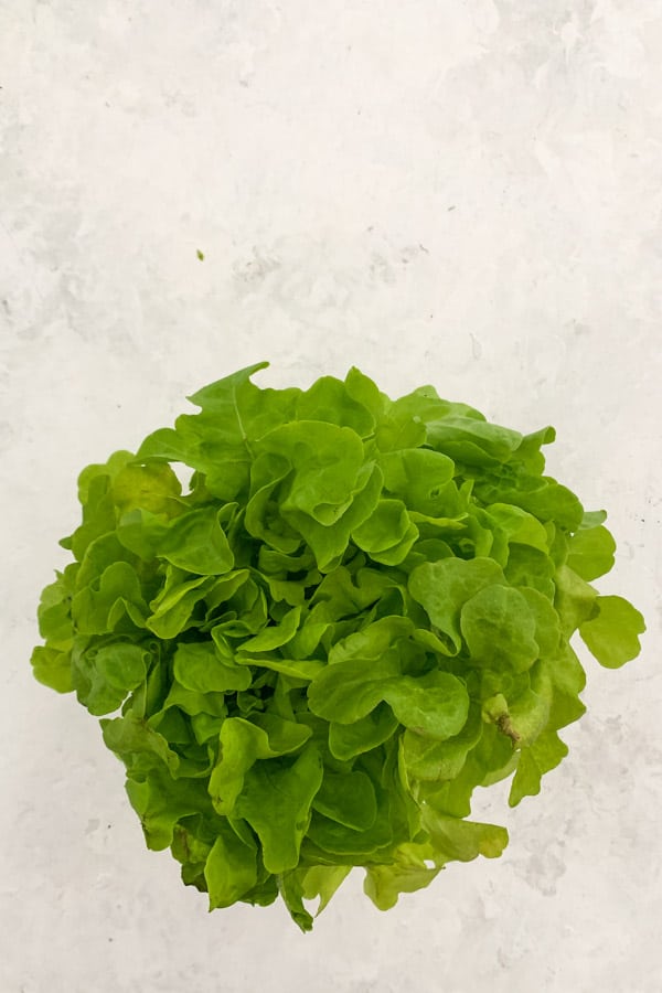 Oak Lettuce