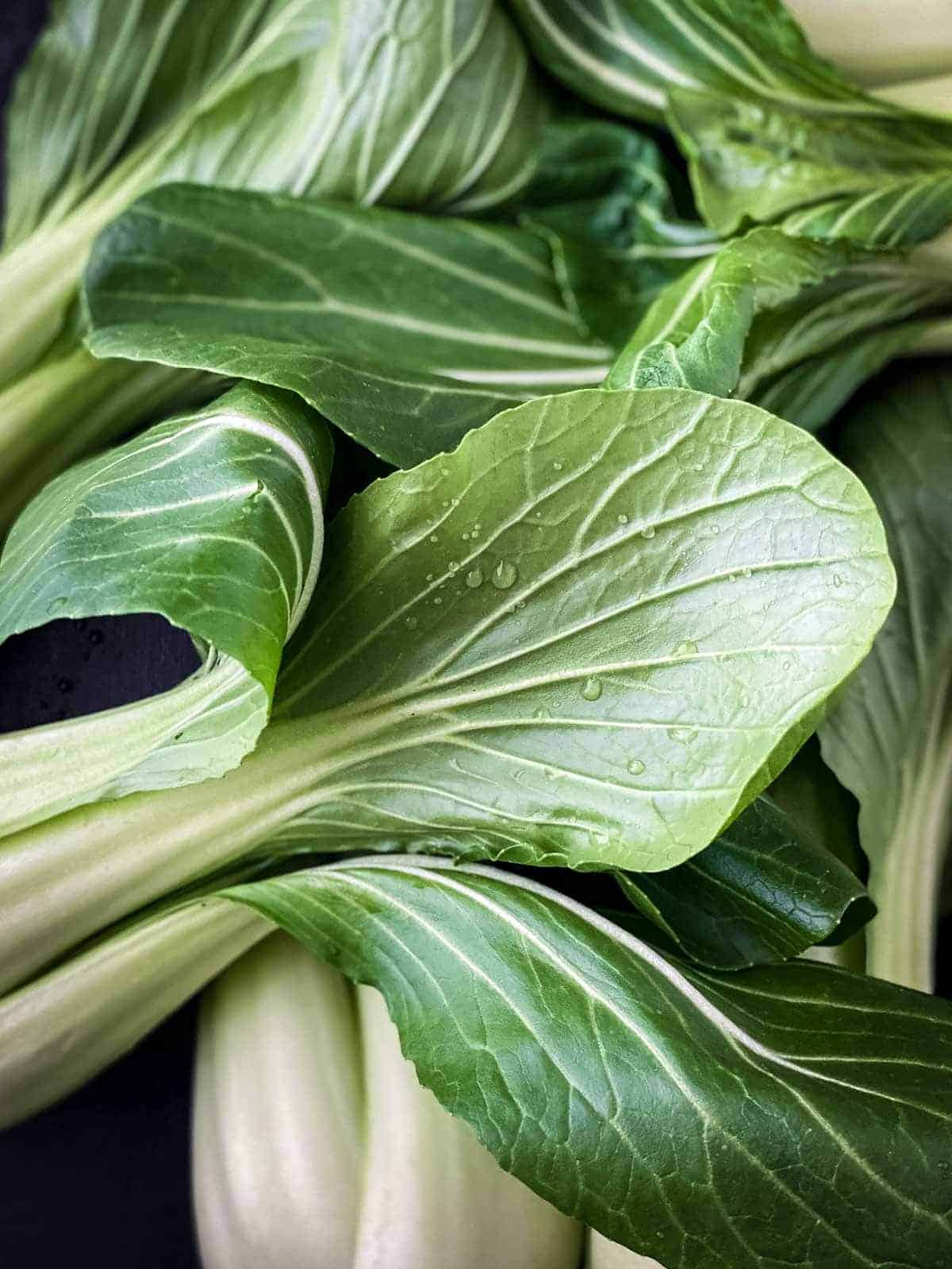 Pak choy or bok choy with water droplets on the green leaf