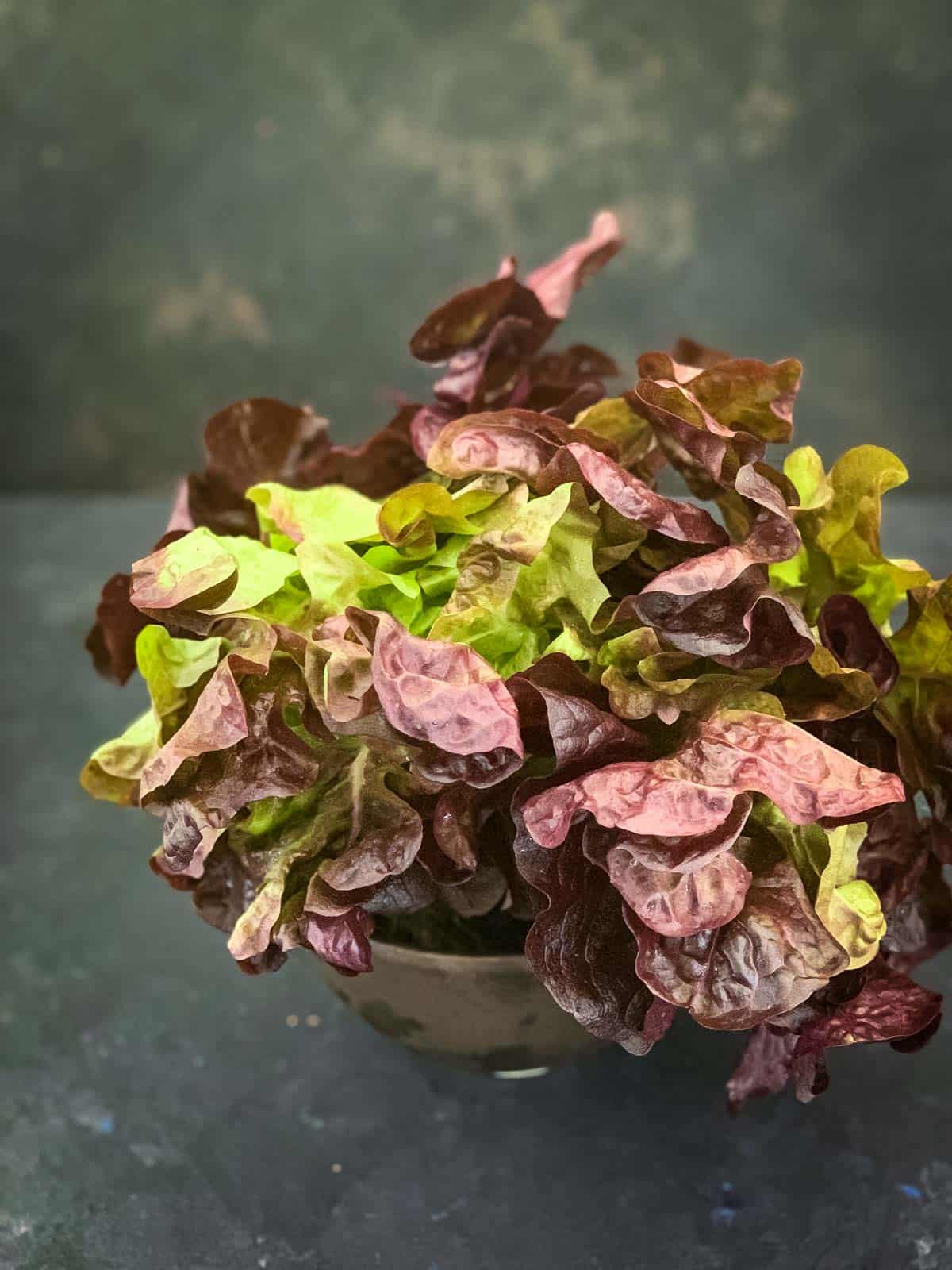 Red oak Lettuce