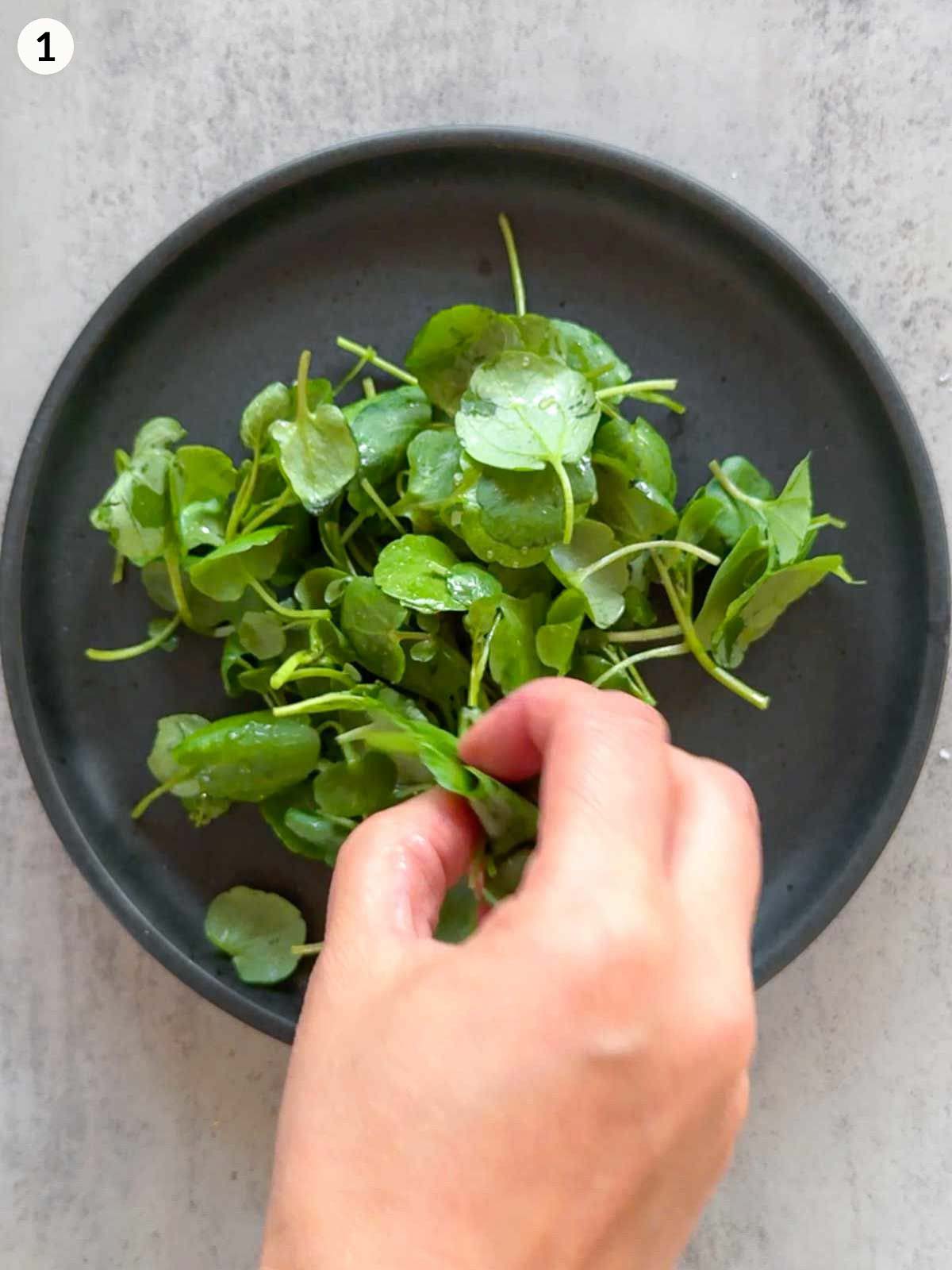 Tossing dressed watercress leaves in a black plate by hand, creating a simple and elegant base for serving deviled eggs with anchovies.